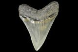 Serrated, Fossil Megalodon Tooth - Georgia #142352-1